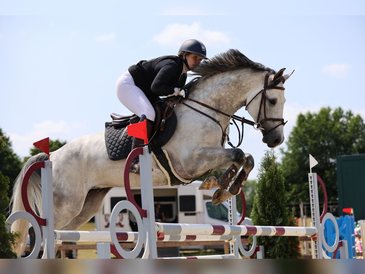Holstein Gelding 9 years 16,1 hh Gray in Seedorf