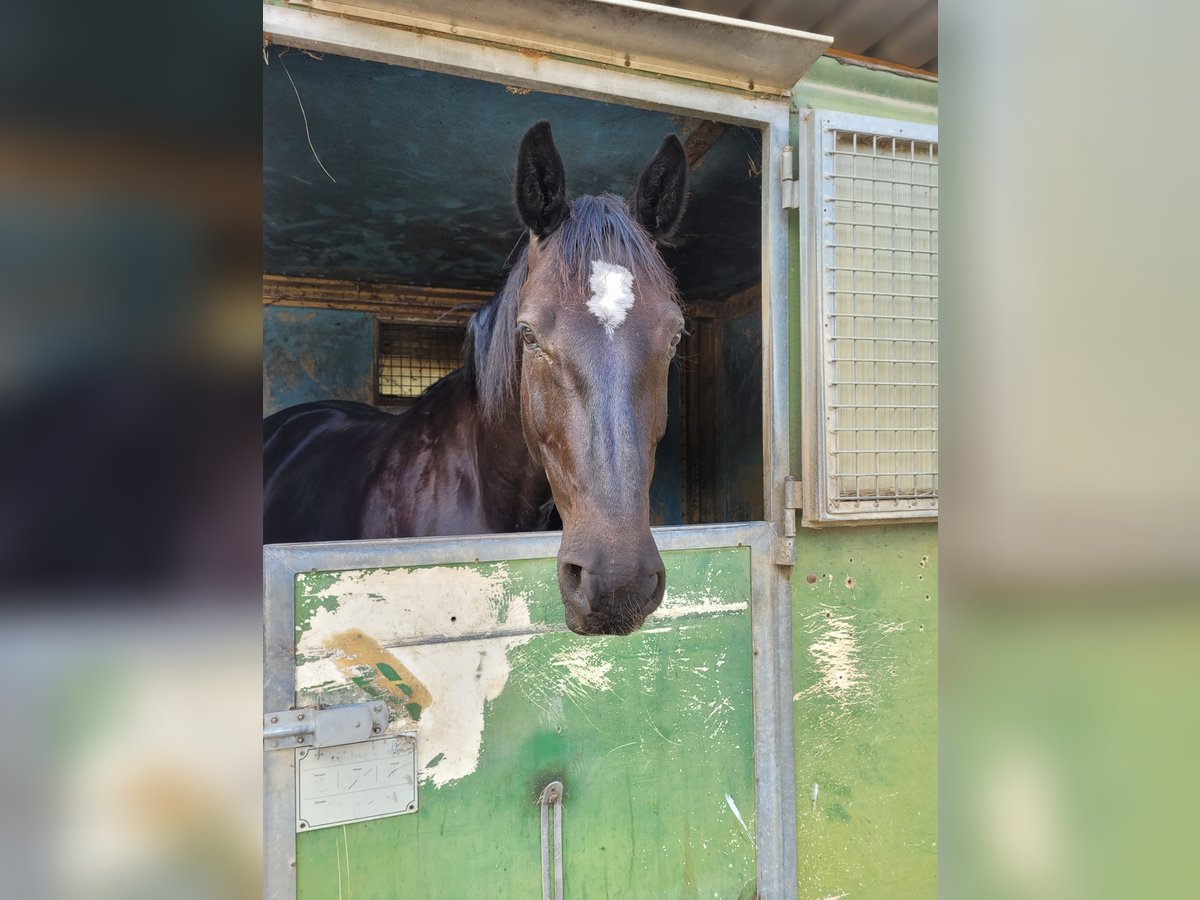 Holstein Gelding 9 years 16,1 hh Smoky-Black in L&#xF6;rrach