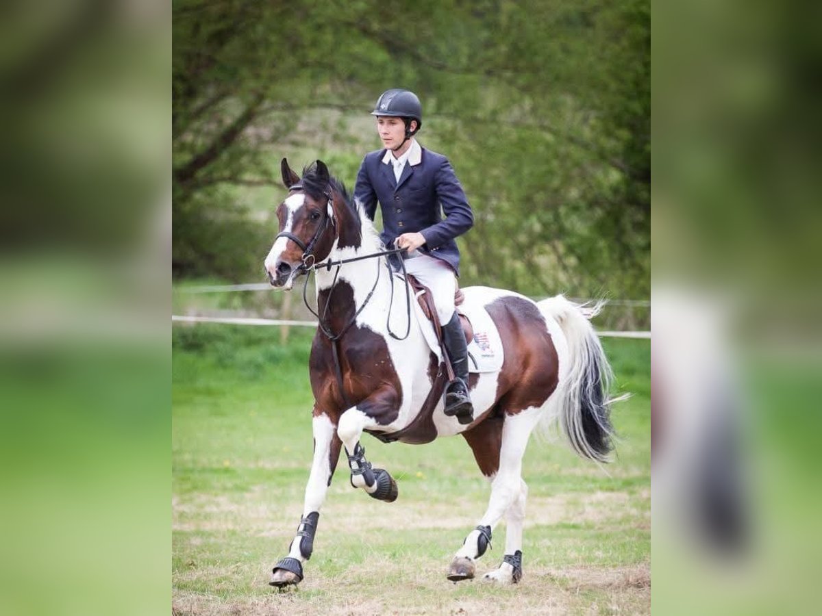 Holstein Gelding 9 years 16,2 hh Tobiano-all-colors in Barcelona