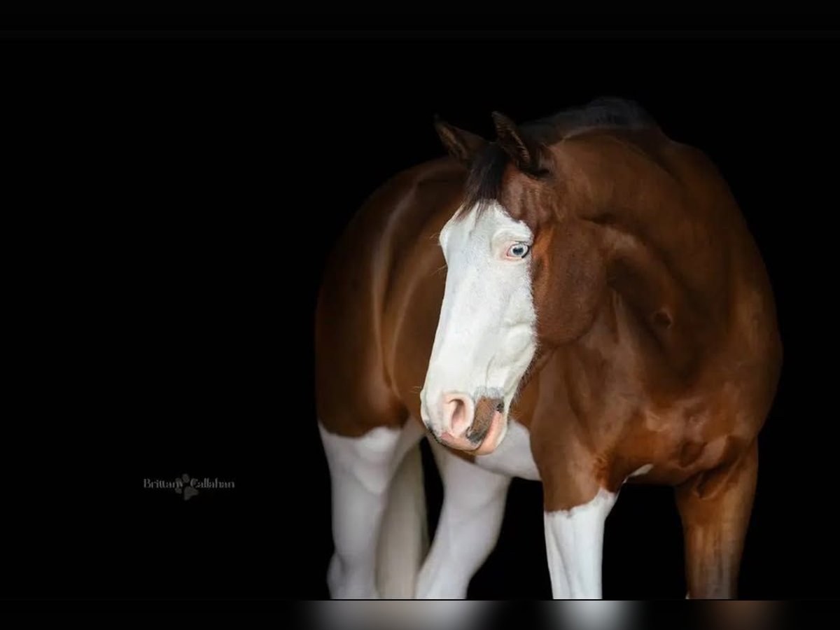 Holstein Gelding 9 years 16,2 hh Tobiano-all-colors in Wavre