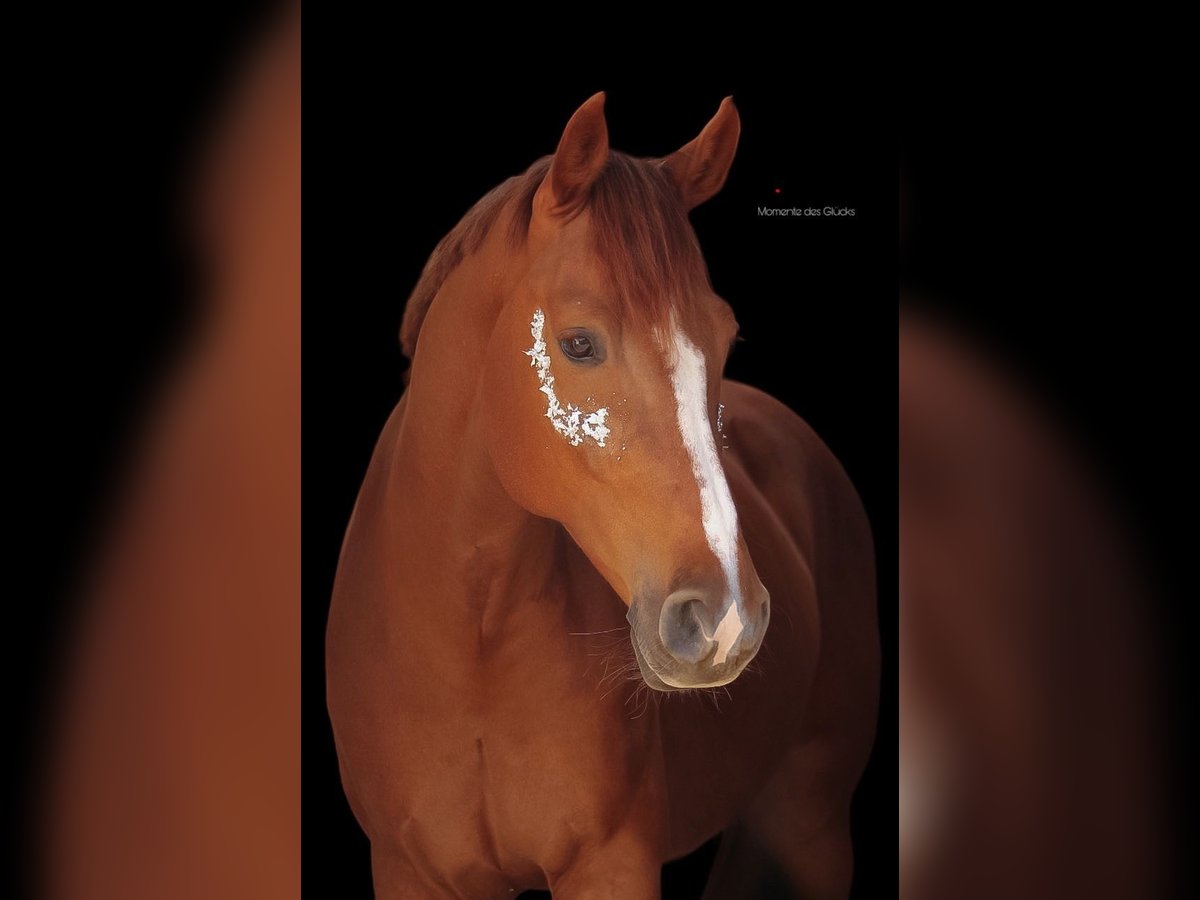 Holstein Gelding 9 years 17 hh Chestnut-Red in Ahlen