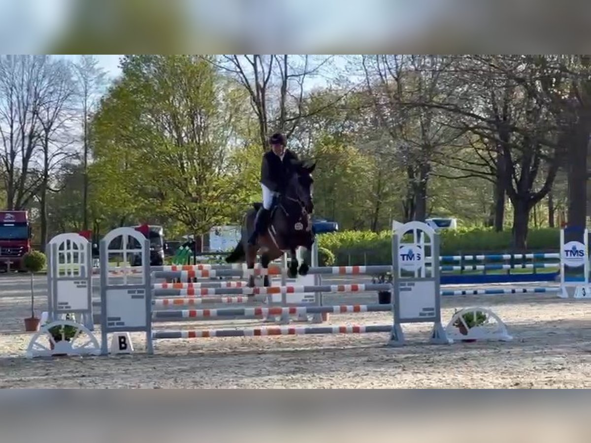Holstein Gelding 9 years 17,2 hh Bay-Dark in Ahrensburg