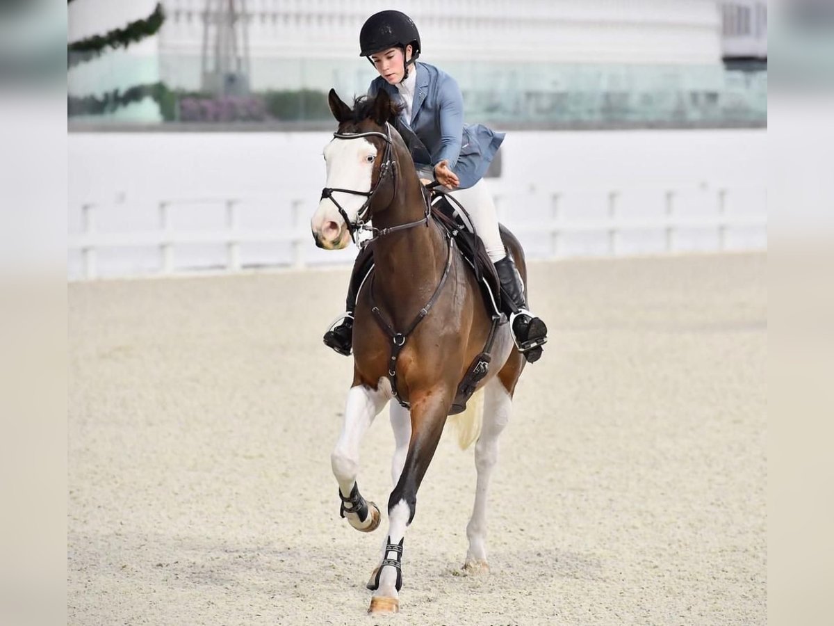 Holstein Gelding 9 years Tobiano-all-colors in Sarria De Ter