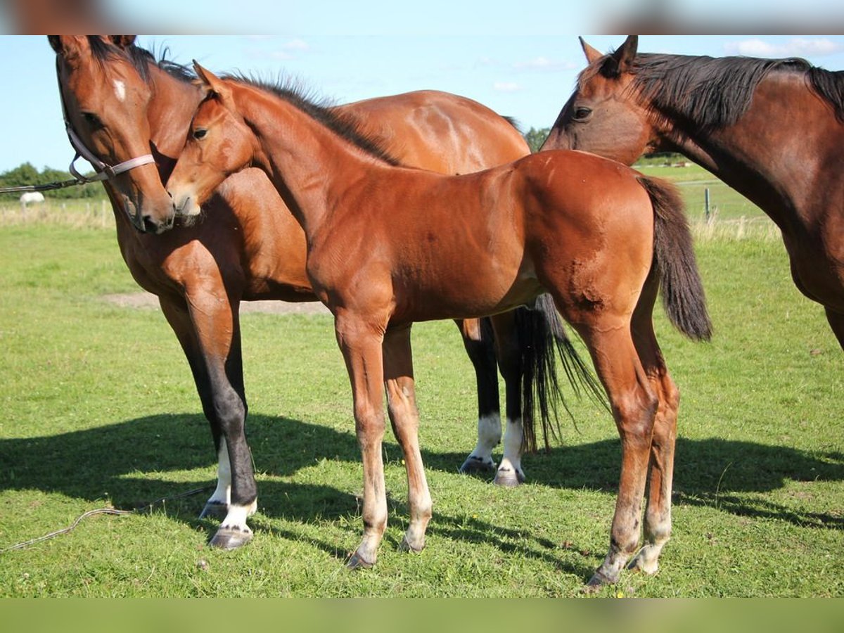 Holstein Gelding Foal (05/2025) 16,2 hh Brown in T&#xF6;nning