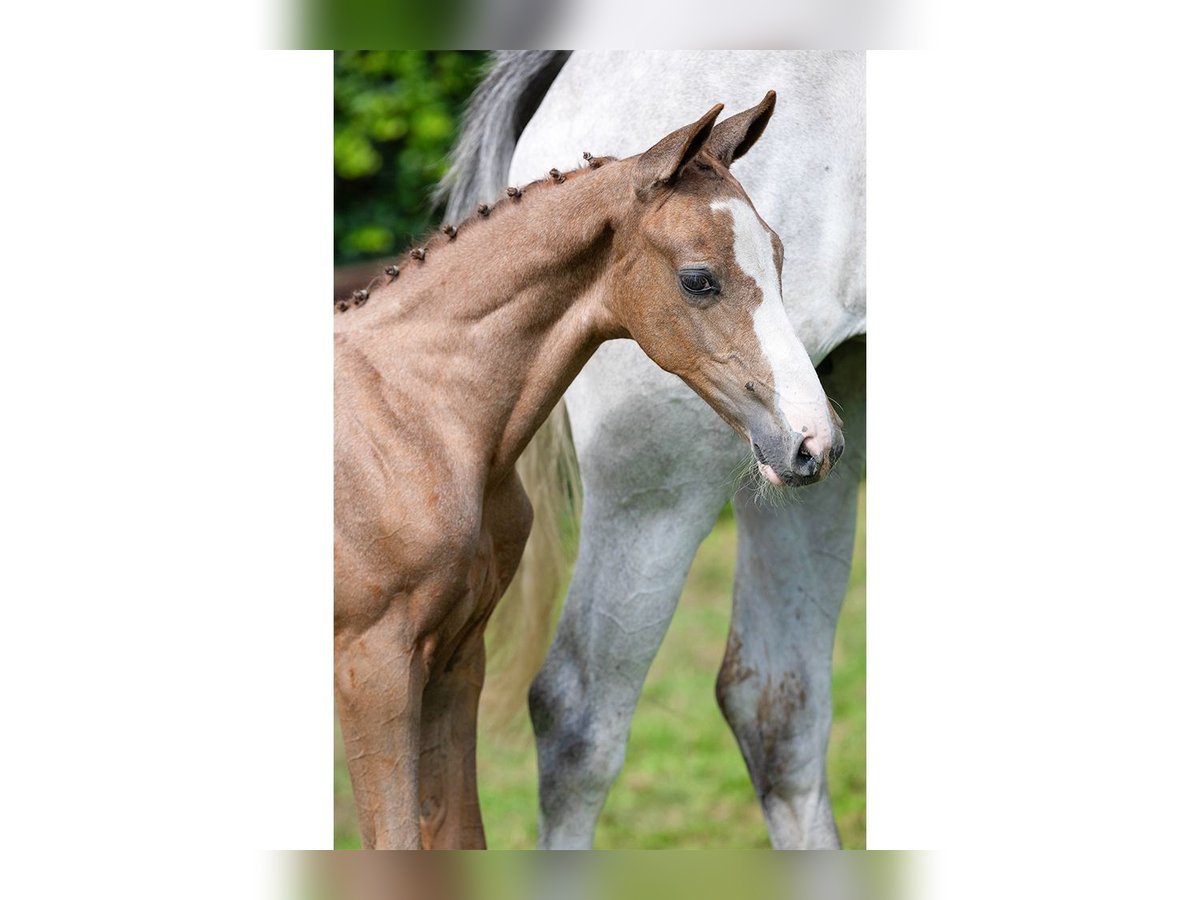 Holstein Gelding Foal (06/2025) in Heerde