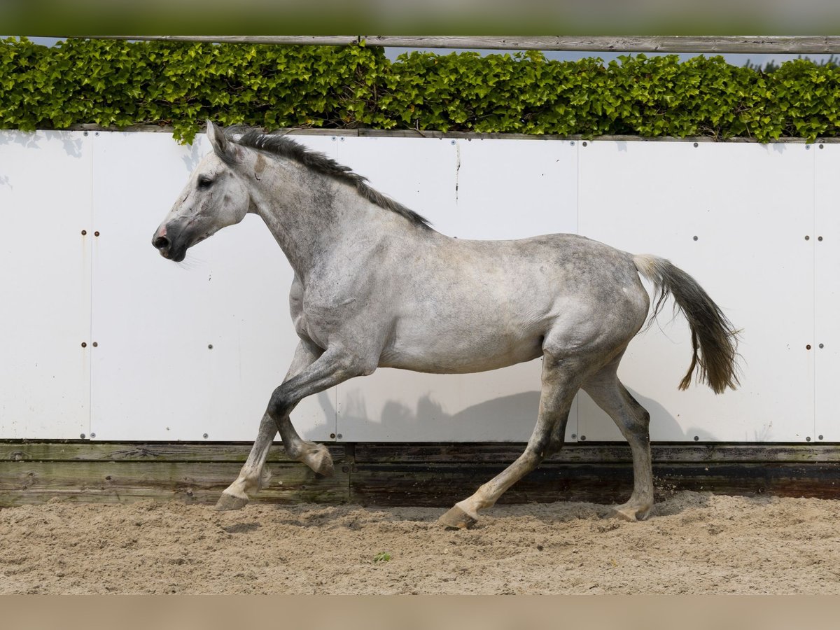Holstein Giumenta 10 Anni 157 cm Grigio in Waddinxveen