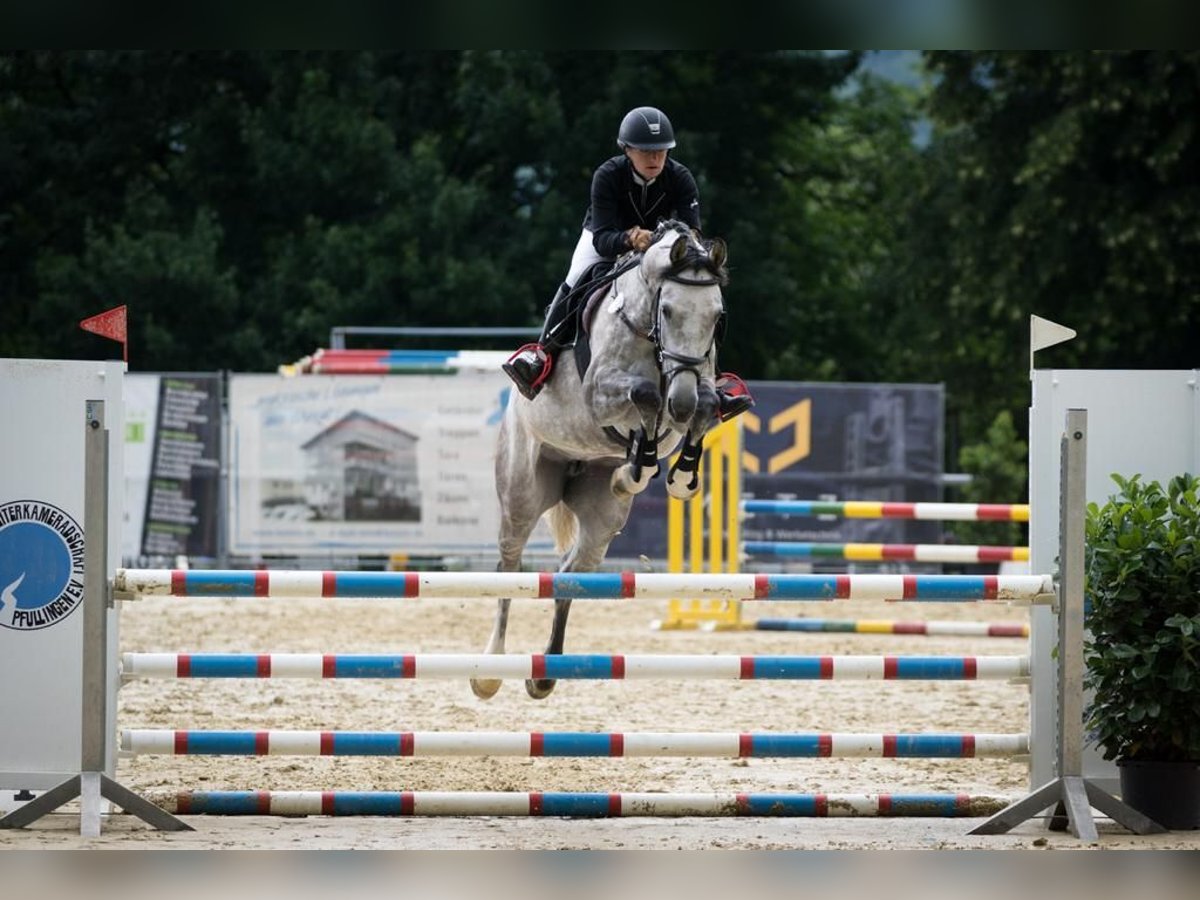 Holstein Giumenta 10 Anni 165 cm Grigio pezzato in Burladingen