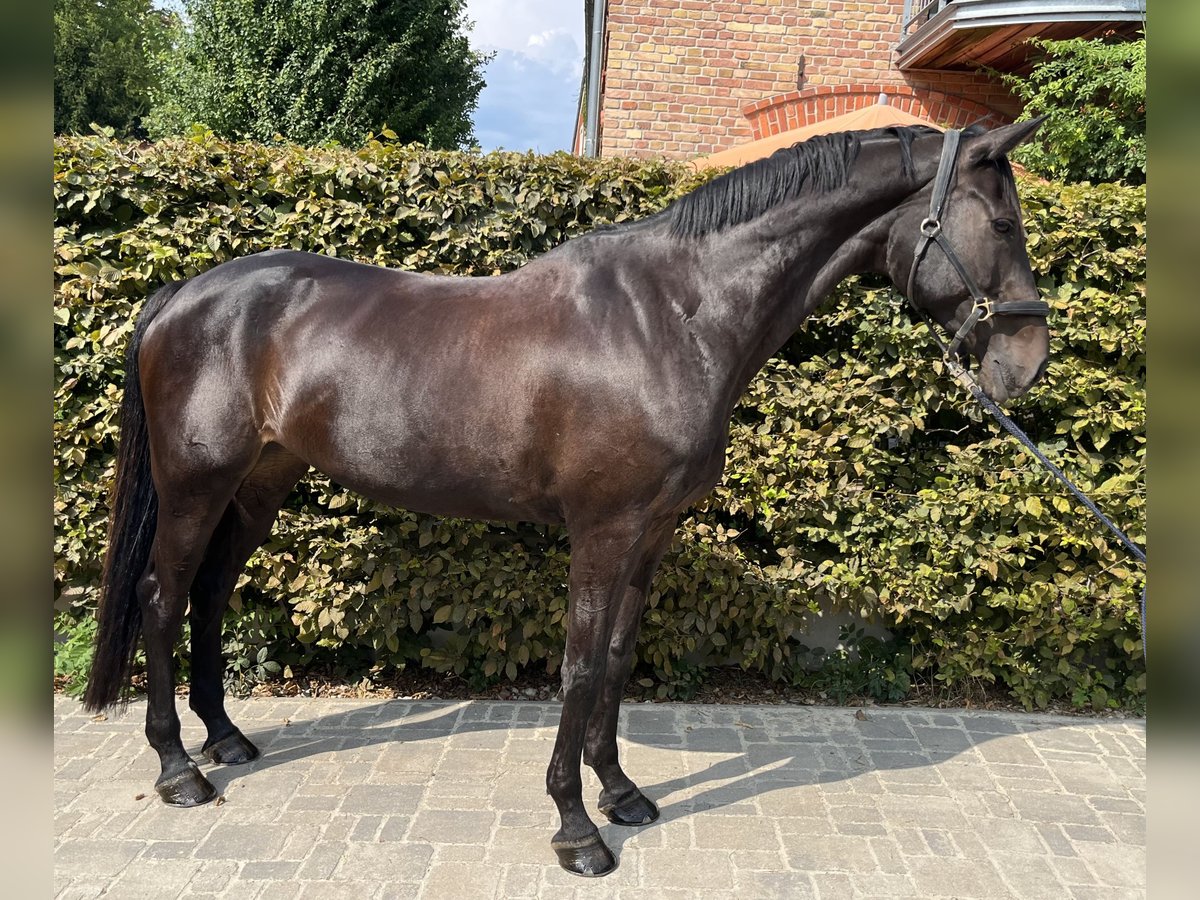 Holstein Giumenta 10 Anni 168 cm Baio nero in Berlin