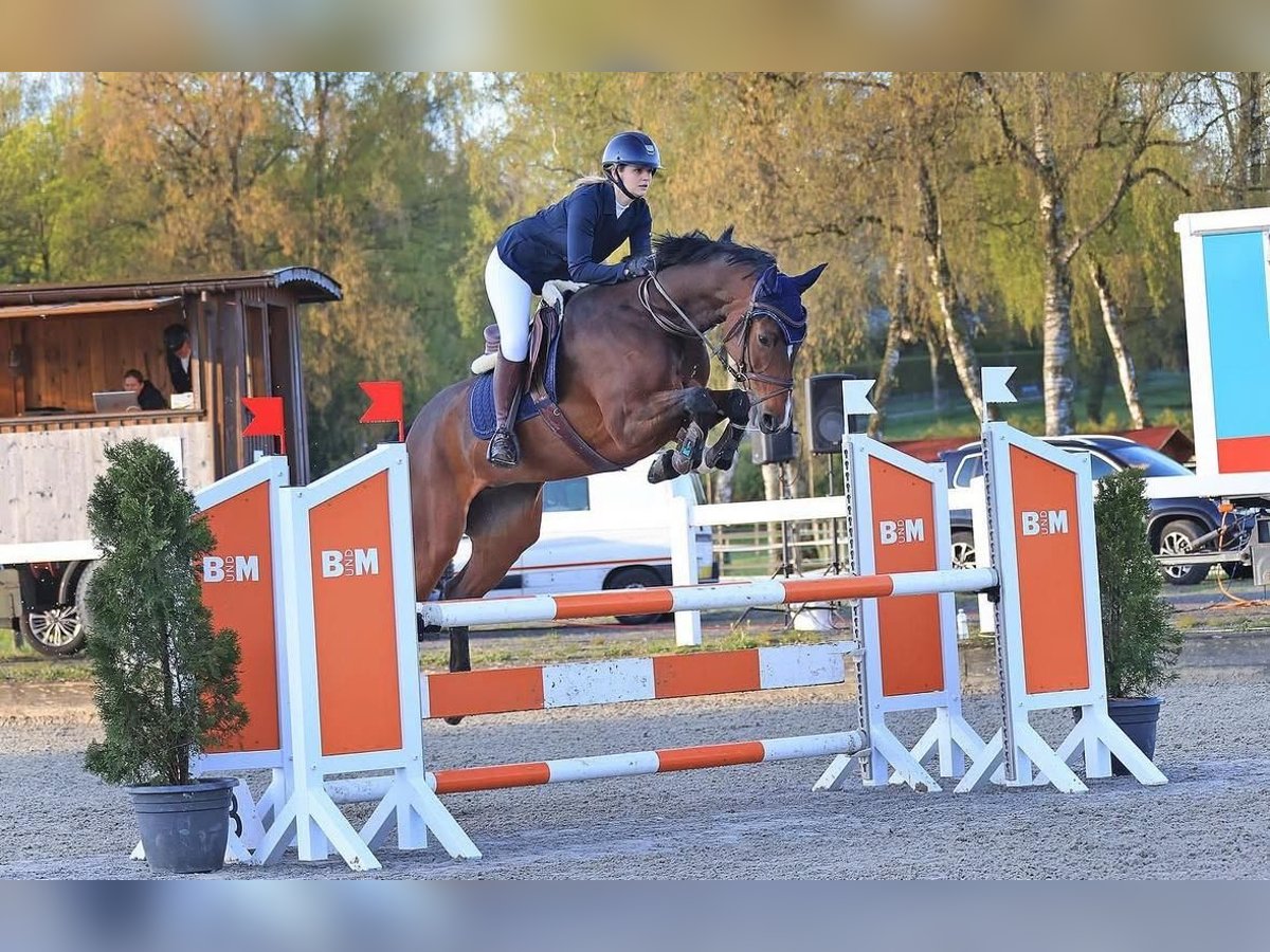 Holstein Giumenta 10 Anni Baio scuro in Bern 65
