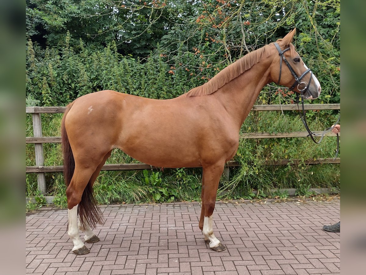 Holstein Giumenta 11 Anni 164 cm in Viöl