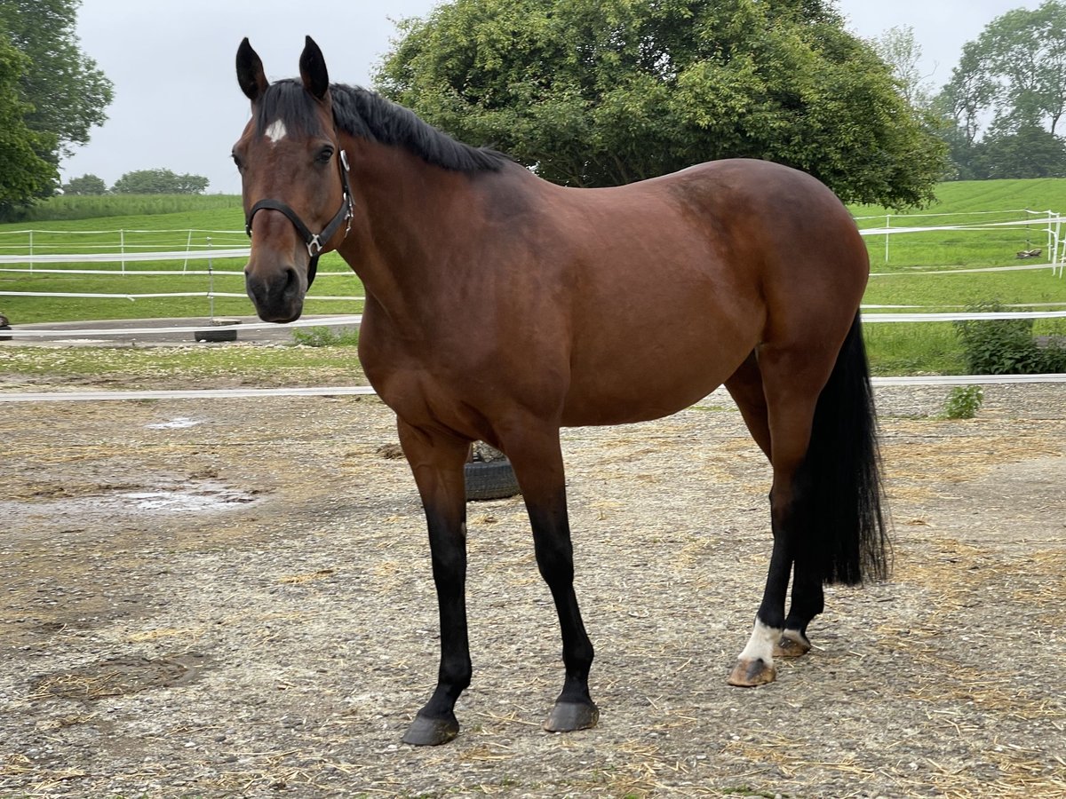 Holstein Giumenta 11 Anni 169 cm Baio in MünsingenMünsingen