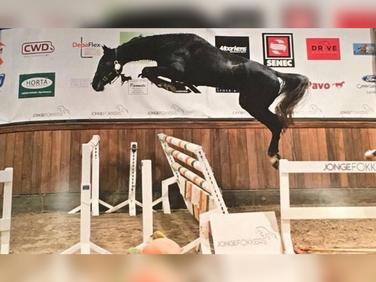 Holstein Giumenta 11 Anni 170 cm Leardo in Relegem