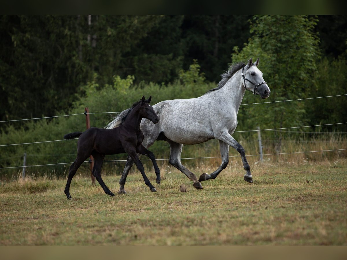 Holstein Giumenta 11 Anni 173 cm Grigio trotinato in Dietfurt an der Altmühl