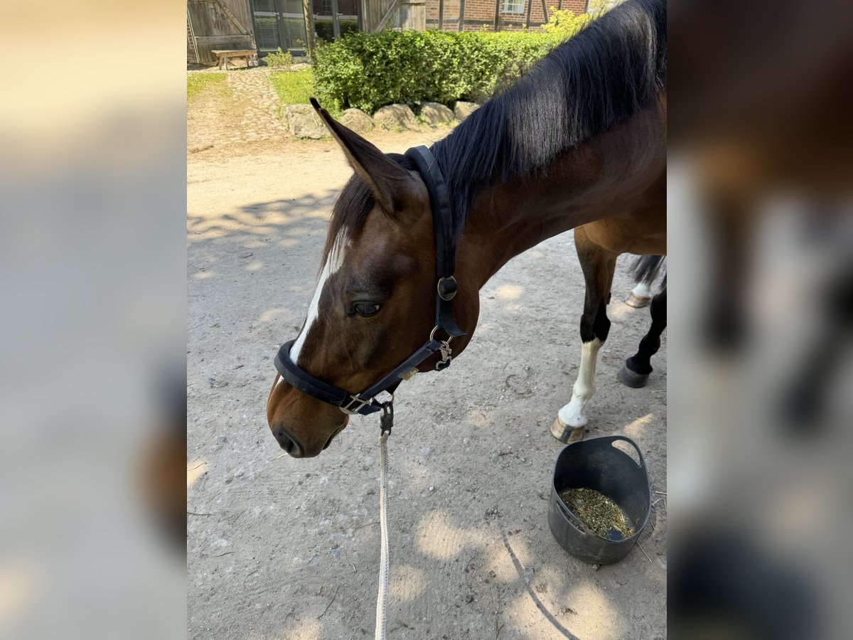 Holstein Giumenta 11 Anni Baio in Döhnsdorf