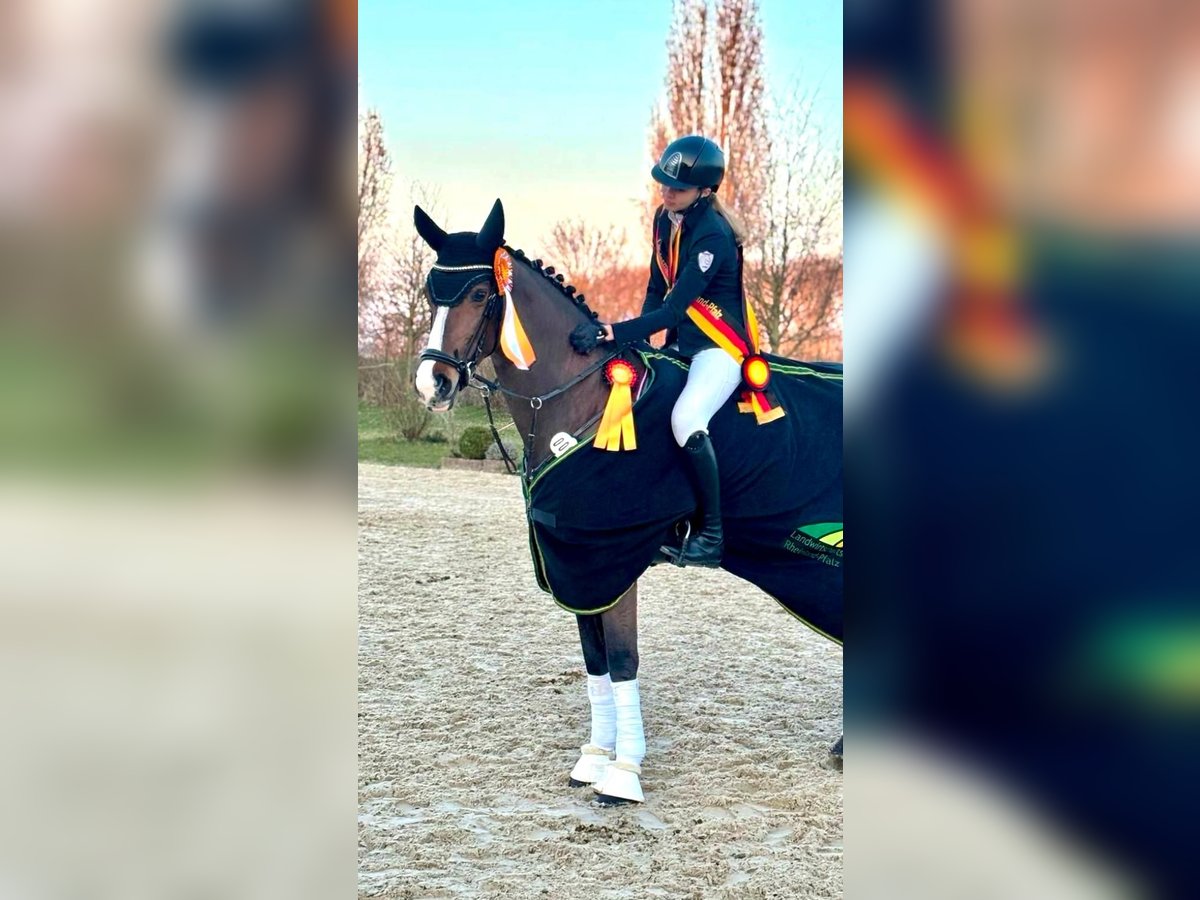 Holstein Giumenta 12 Anni 164 cm Baio in Erbes-B&#xFC;desheim