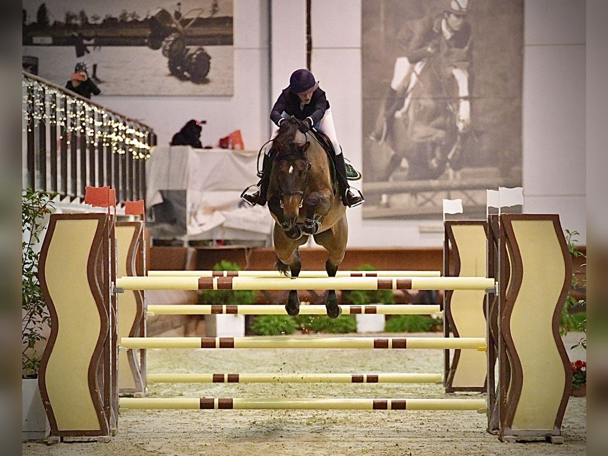 Holstein Giumenta 12 Anni 167 cm Baio in Bologna