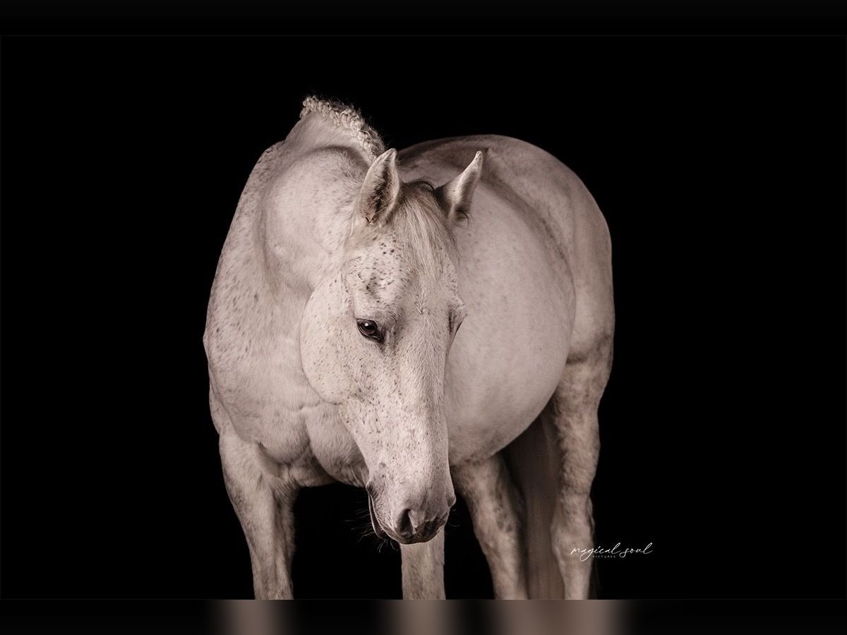 Holstein Giumenta 12 Anni 172 cm Grigio in Lohne (Oldenburg)