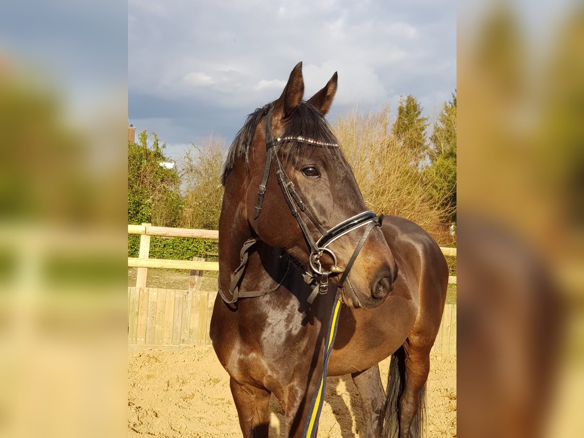 Holstein Giumenta 13 Anni 164 cm Baio in Linau