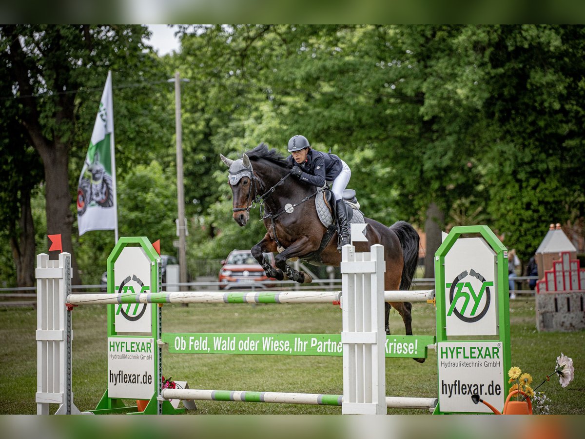 Holstein Giumenta 13 Anni 167 cm Baio nero in Beckdorf