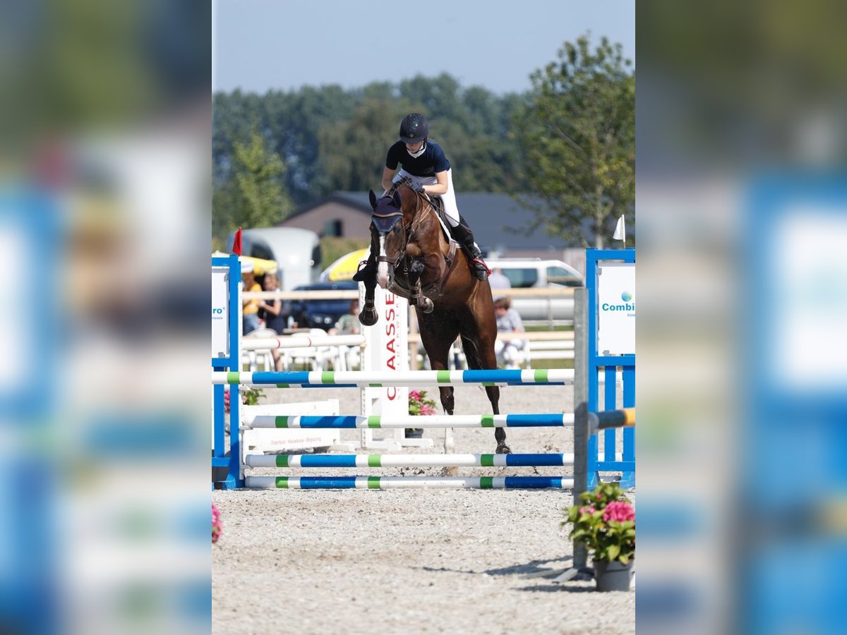 Holstein Giumenta 13 Anni 167 cm Baio nero in Bocholt