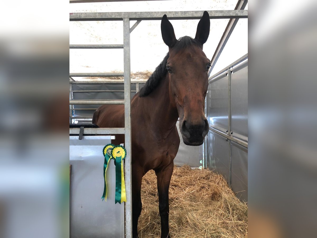 Holstein Giumenta 13 Anni 170 cm Baio scuro in Münchendorf