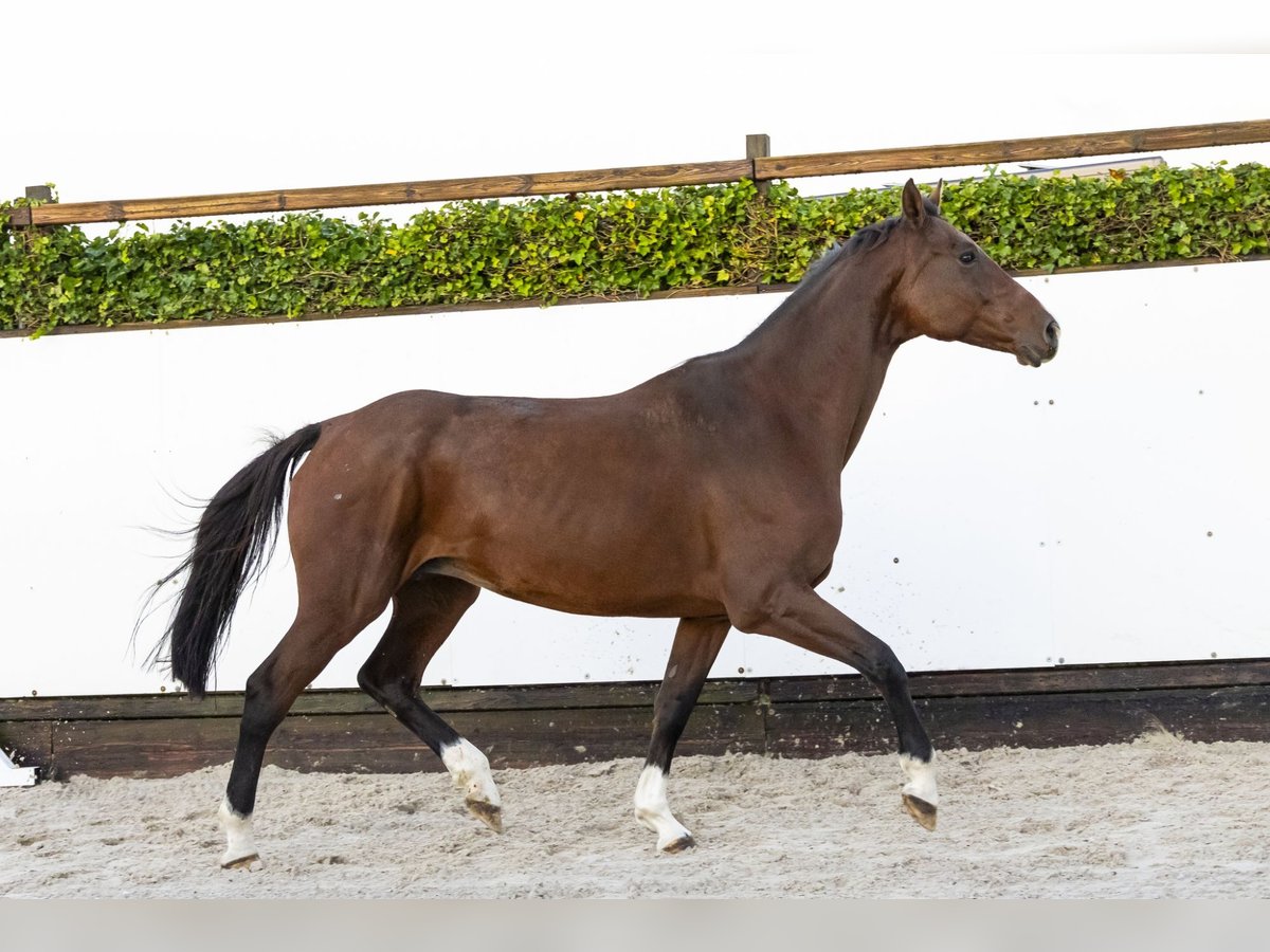 Holstein Giumenta 13 Anni 172 cm Baio in Waddinxveen