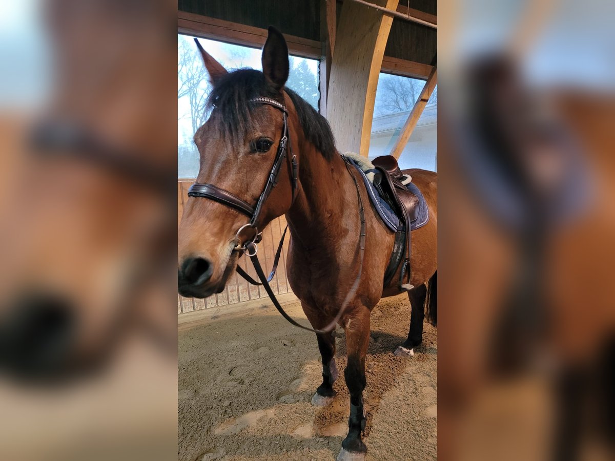 Holstein Giumenta 14 Anni 164 cm Baio in Schmilau