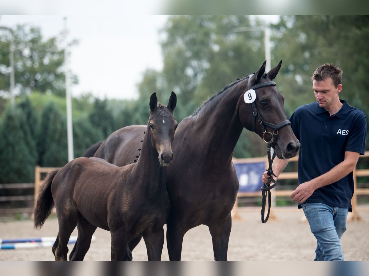 Holstein Giumenta 14 Anni 165 cm Baio in Waddinxveen