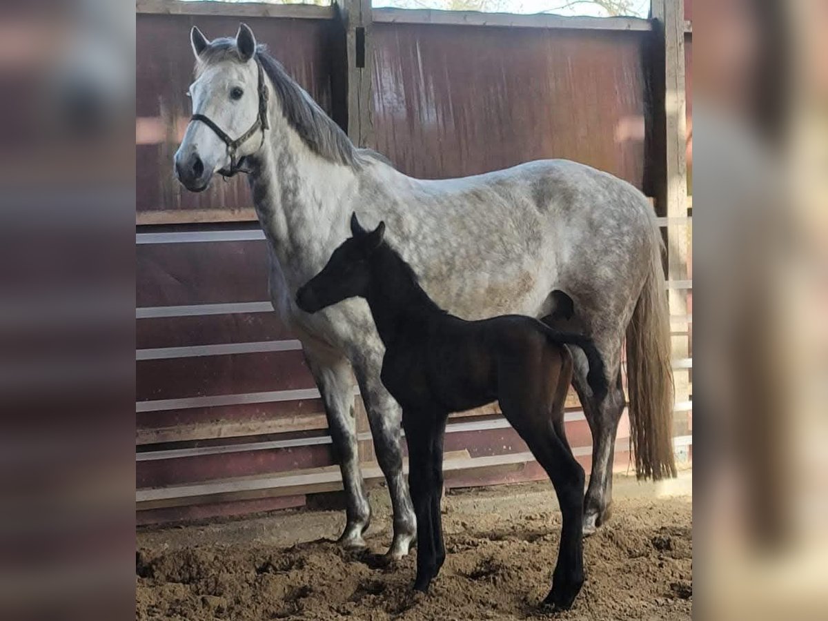 Holstein Giumenta 14 Anni 168 cm Grigio in Neubörger