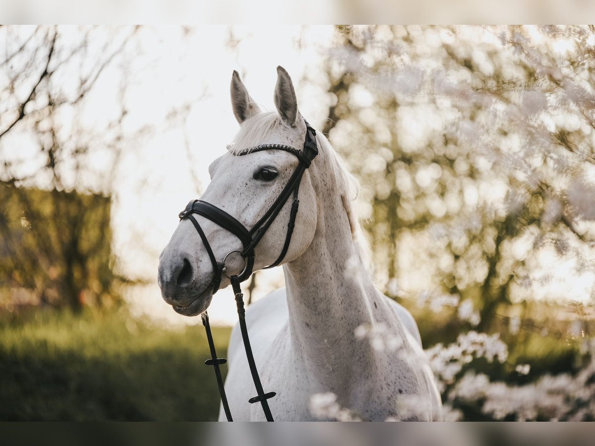 Holstein Giumenta 14 Anni 173 cm Grigio in Ratingen