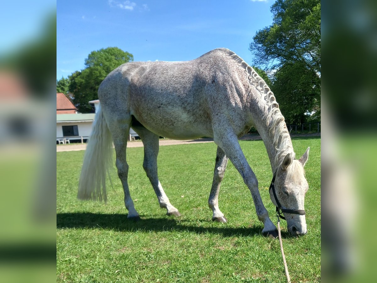 Holstein Giumenta 15 Anni 168 cm Grigio trotinato in Mölln