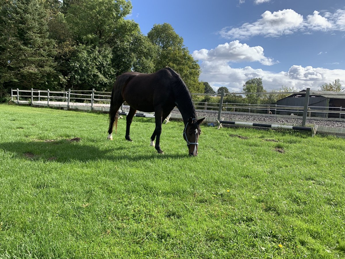 Holstein Giumenta 15 Anni 174 cm Baio in Kiel