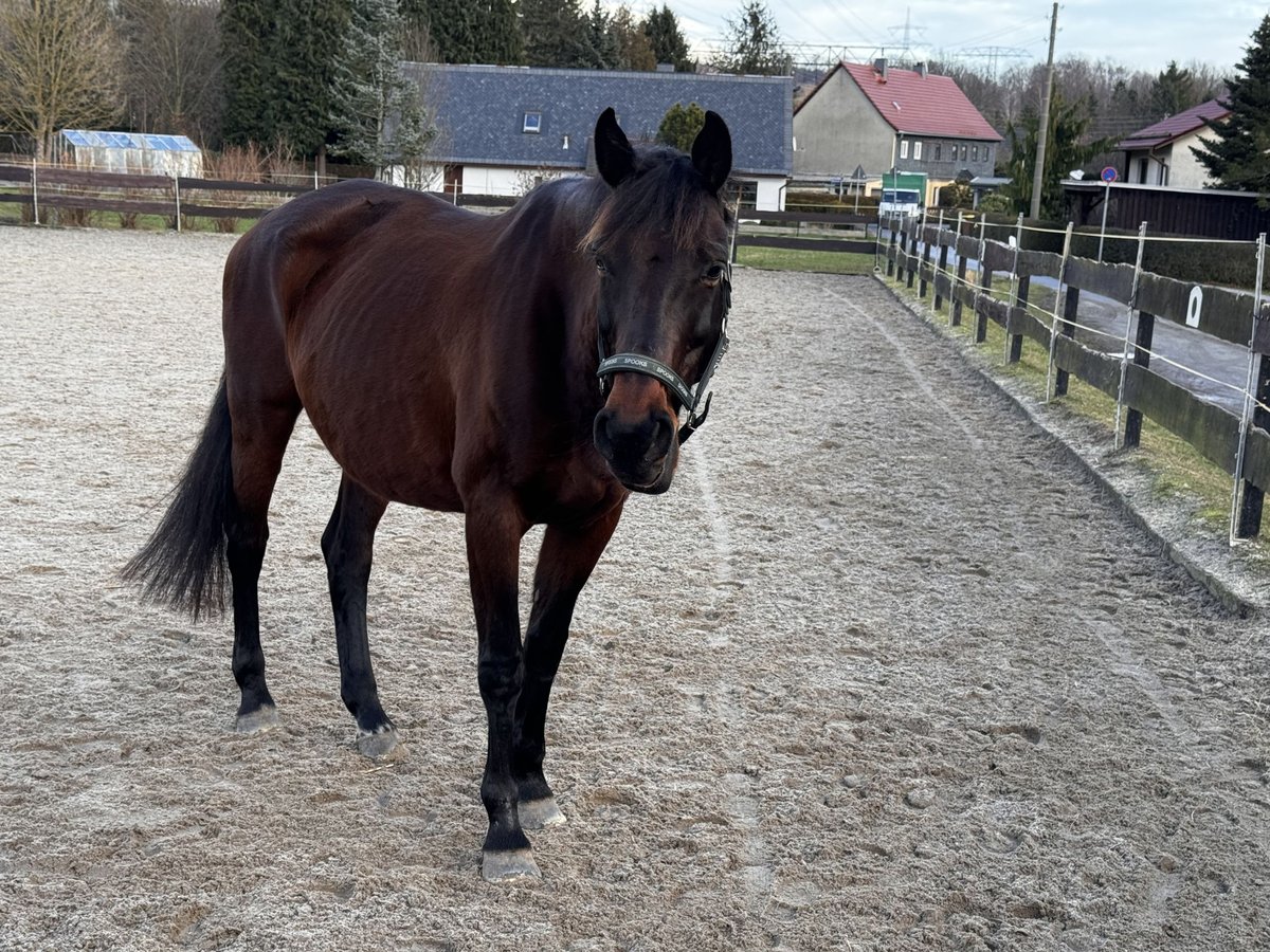 Holstein Giumenta 16 Anni 163 cm Baio in Neukirch/Lausitz