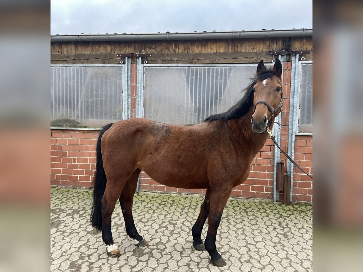 Holstein Giumenta 17 Anni 165 cm Baio in B&#xFC;nde