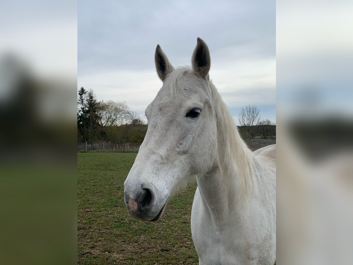 Holstein Giumenta 17 Anni 167 cm Grigio in Userin