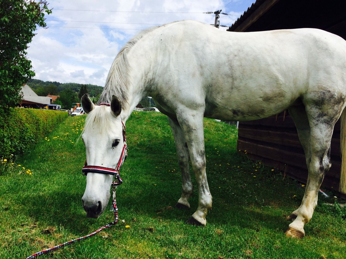 Holstein Giumenta 17 Anni 173 cm Grigio in Wildon