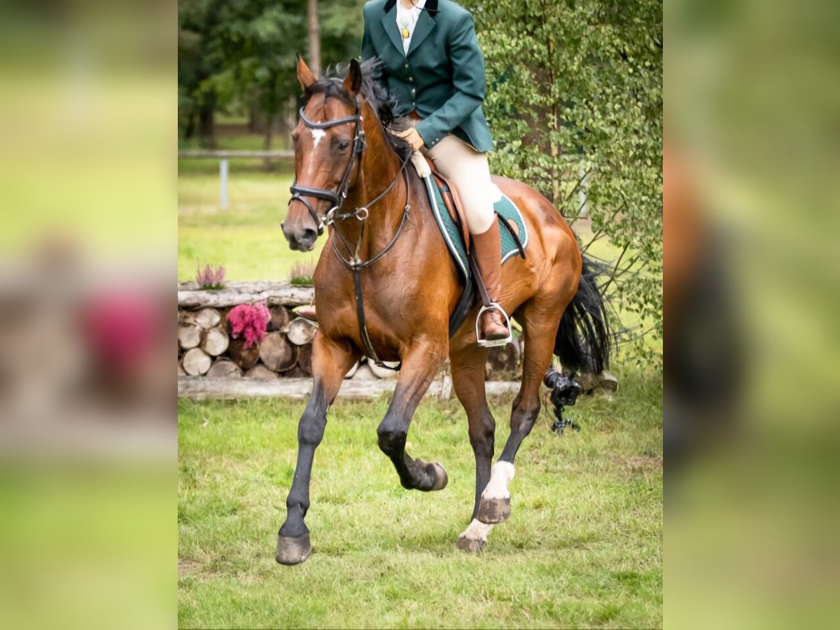 Holstein Mix Giumenta 18 Anni 165 cm Baio in Soltau