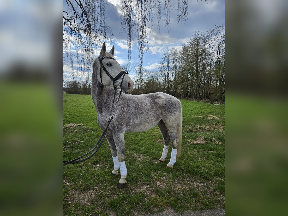 Holstein Giumenta 19 Anni 174 cm Grigio in Ingolstadt