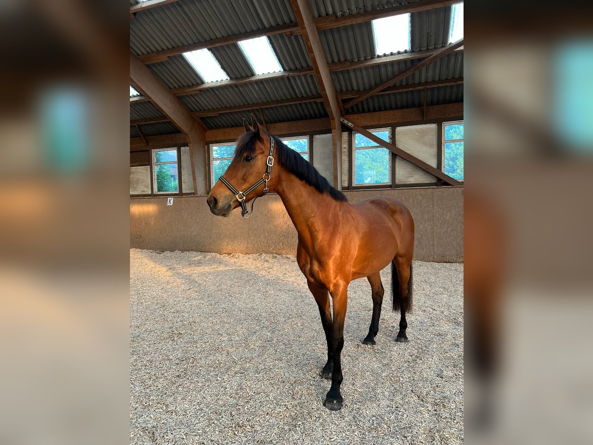 Holstein Giumenta 24 Anni 163 cm Baio in Schenefeld