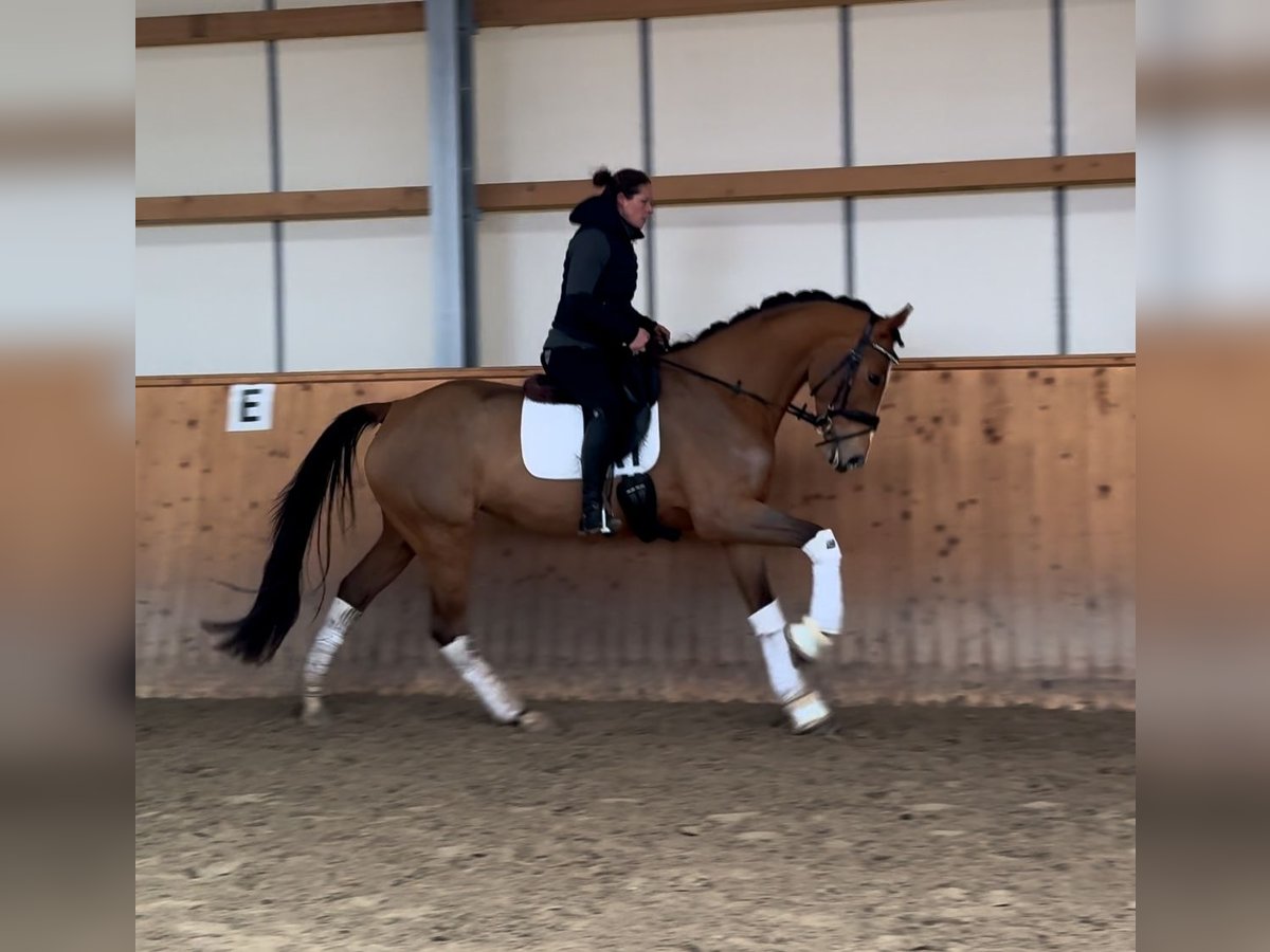 Holstein Giumenta 4 Anni 170 cm Baio in Ahrensbököbs