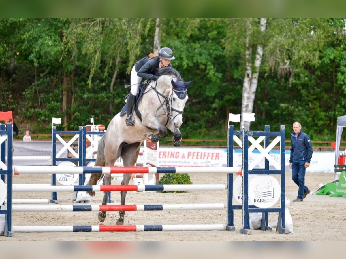 Holstein Giumenta 4 Anni 174 cm Grigio in Chemnitz