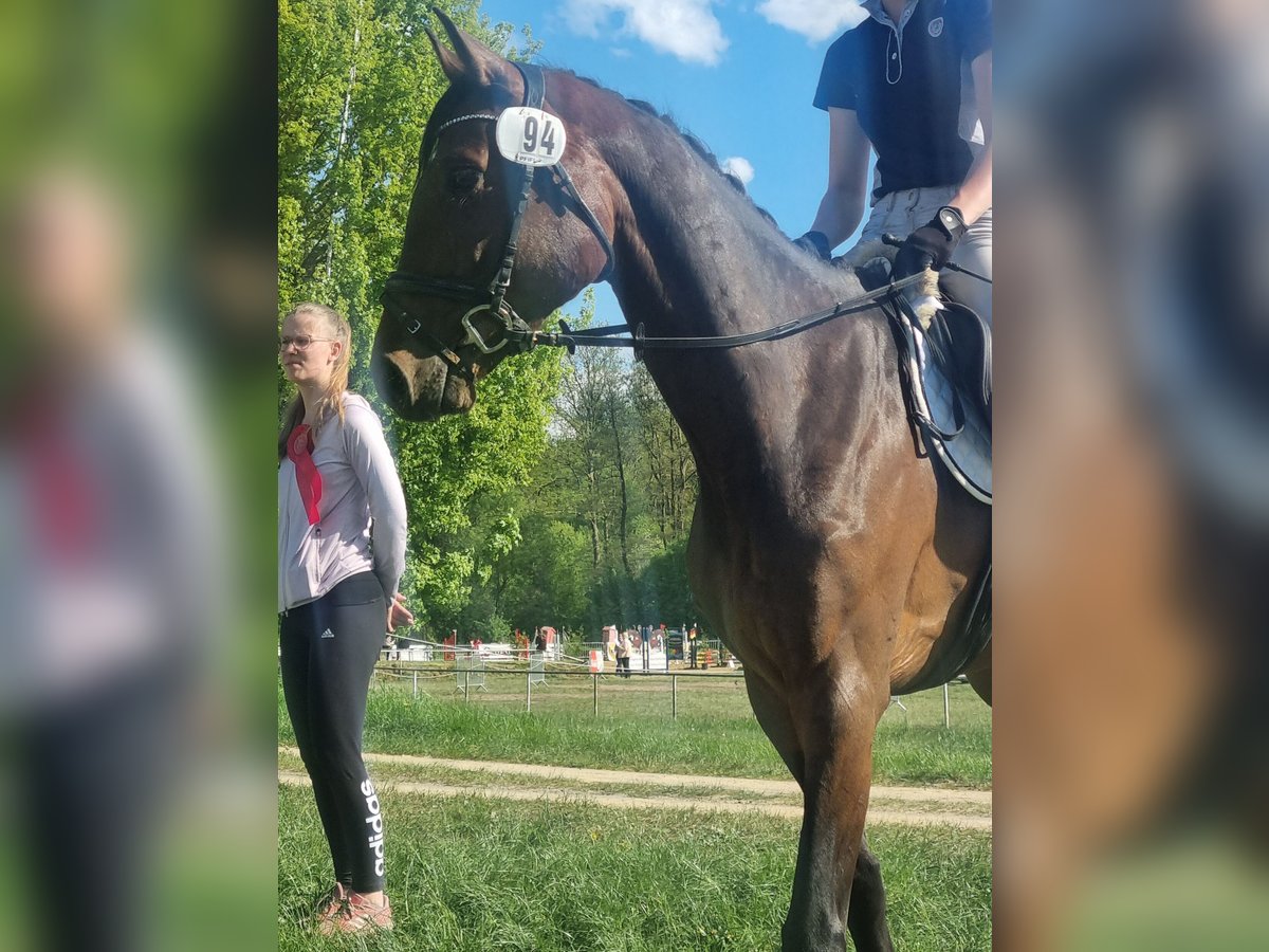 Holstein Giumenta 5 Anni 160 cm Baio in Lübeck
