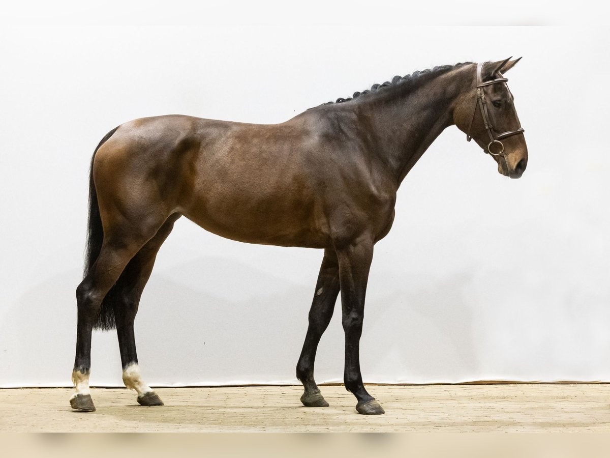 Holstein Giumenta 5 Anni 164 cm Baio in Waddinxveen