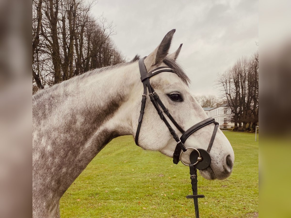 Holstein Giumenta 5 Anni 165 cm Grigio in Nehmten