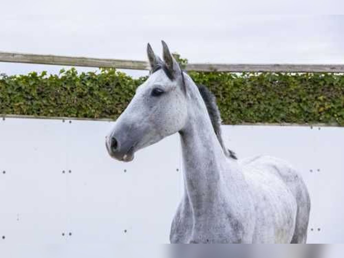 Holstein Giumenta 5 Anni 166 cm Può diventare grigio in Waddinxveen