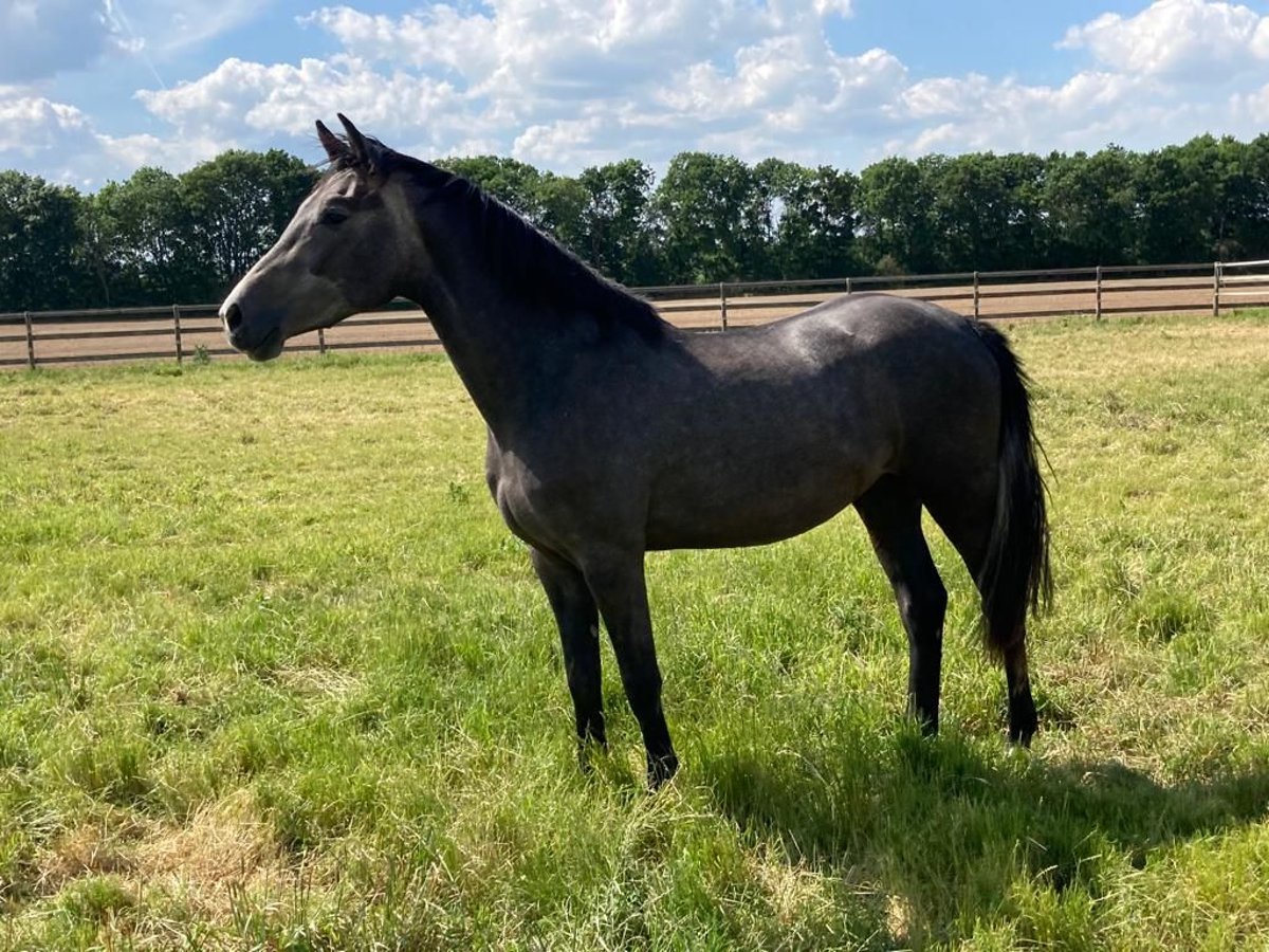 Holstein Giumenta 5 Anni 167 cm Grigio pezzato in Zülpich