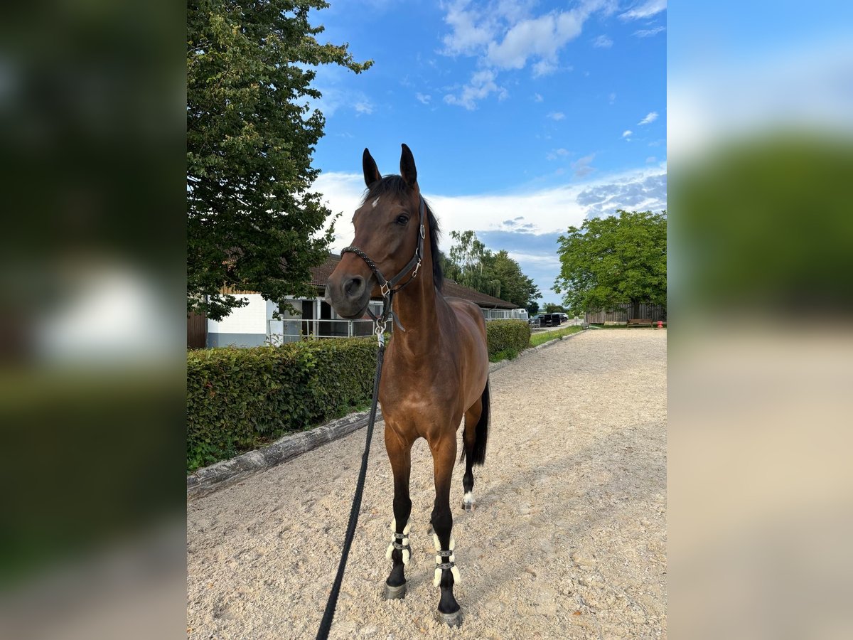 Holstein Giumenta 5 Anni 178 cm Baio in Weil der Stadt