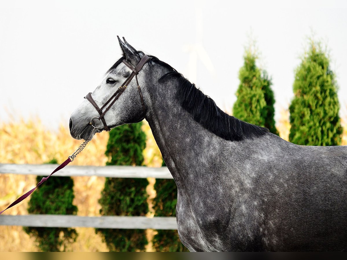 Holstein Giumenta 5 Anni 178 cm Grigio pezzato in Radziejów