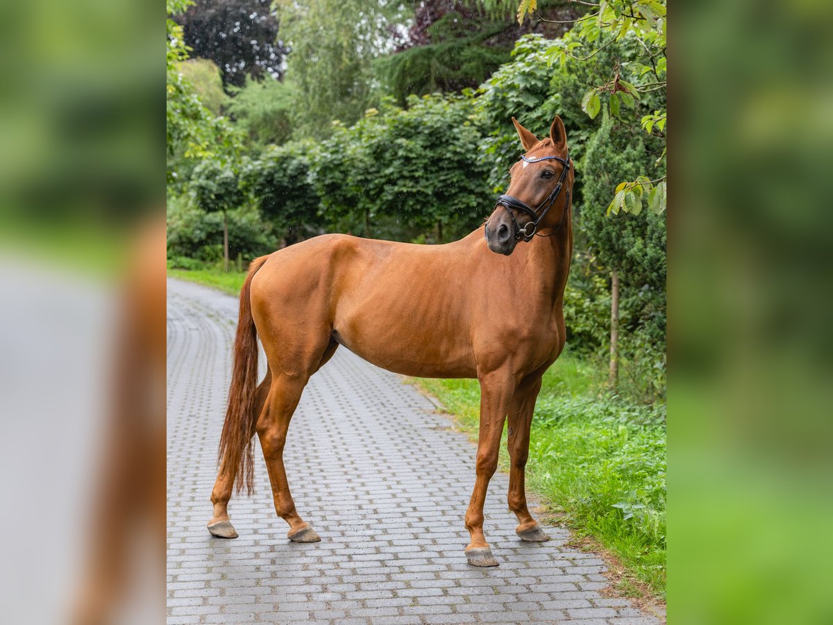 Holstein Giumenta 6 Anni 153 cm Sauro in Grande