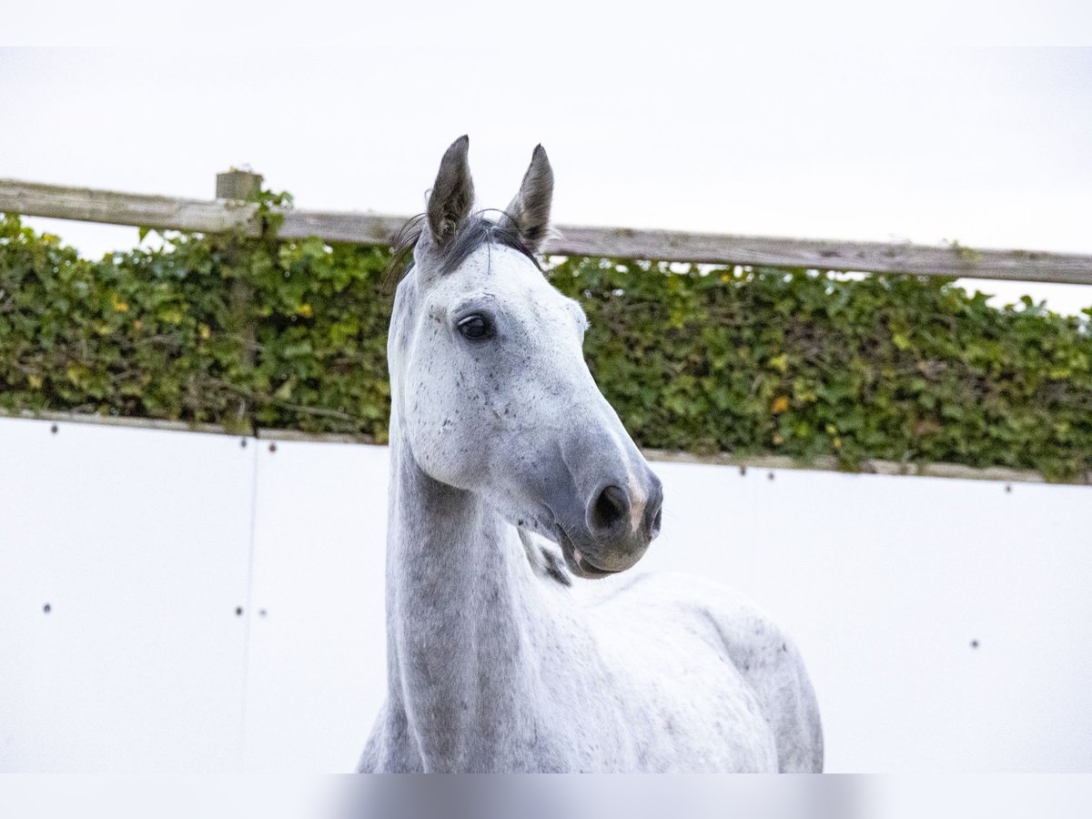 Holstein Giumenta 6 Anni 162 cm Grigio in Waddinxveen